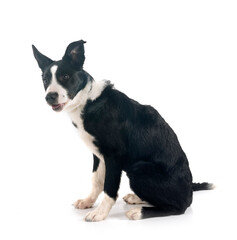 puppy border collie