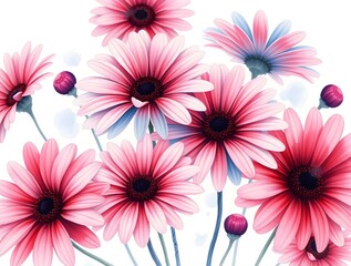 Fototapeta premium Pink and white daisy flowers with white background. Illustration.