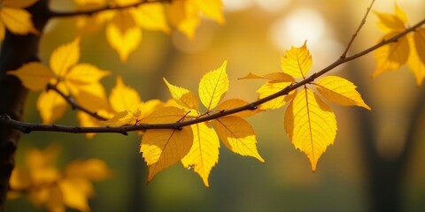 Obraz premium Golden Autumn Leaves on a Branch Bask in the Warm Sunlight of a Peaceful Fall Day