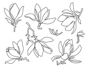 Stylized Magnolia Blossoms in Simple Lines