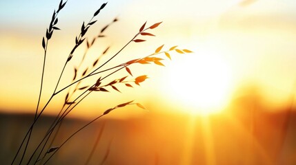 Obraz premium A field of tall grass at sunset.