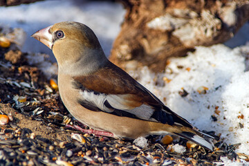 A brown and tan-colored Hawfinch (Coccothraustes coccothraustes) sits on the ground, surrounded by scattered seeds. In the background are patches of snow and dirt, suggesting a winter environment.