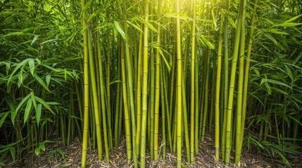 Lush Green Bamboo Forest with Sunlight Rays in Background