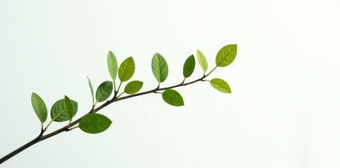 Obraz premium Long thin branch with small leaves against the white, long, thin, foliage
