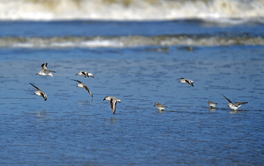 Sanderling am Strand
