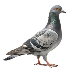 Fototapeta premium pigeon isolated on white transparent background png