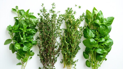 Obraz premium Fresh culinary herbs: basil, thyme, and oregano on white background