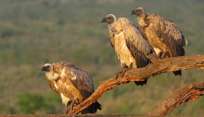 Vultures' waiting room.