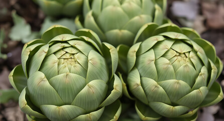 Fototapeta premium Fresh green artichokes with delicate leaves. Earthy and unique background