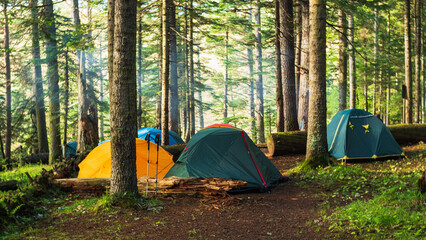 Multiple tents are pitched in a clearing surrounded by tall trees. Sunlight filters through the trees, casting dappled light on the campsite. Tent camping in a coniferous forest.