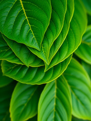 Naklejka premium Close-up of multiple leaves stacked on top of each other created with technology