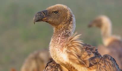 Fototapeta premium Close-up of an adult white-backed vulture (Gyps africanus).