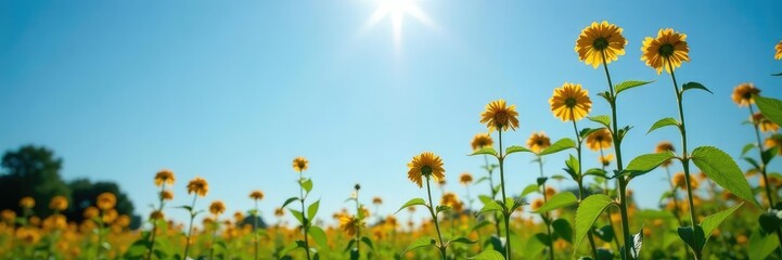 Hemp dogbane in full bloom against a clear blue sky, ohio, sun, apocynum