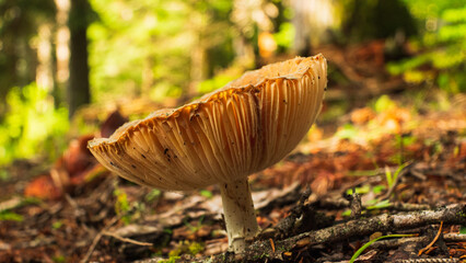 A single, brown mushroom with a white stem and a wide, pleated cap grows on the forest floor. Sunlight filters through the leaves above, casting dappled light on the mushroom.