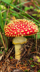 A single, red mushroom with white spots on its cap emerges from a bed of green leaves and pine needles on the forest floor.