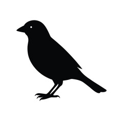 Canary Silhouette Vector Art | Black and White Canary Bird Illustration