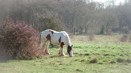 Obraz premium Horses in natural environment, ideal for showcasing equine behavior and natural habitats.
