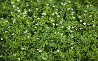 Bright Green Grass With Small White Wildflowers