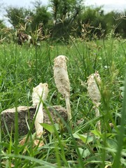 mushrooms in the forest