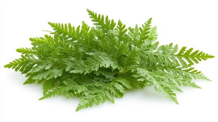 Young leaves of fern isolated on a white background, showcasing their vibrant green color and delicate fronds.