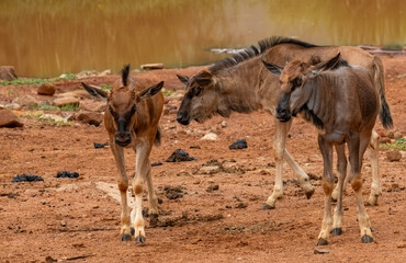 Blue wildebeest calves (Connochaetes taurinus) congregate at the Pilanesberg Centre.