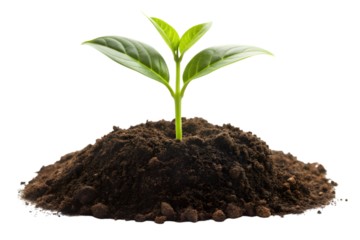   Emergence: A tiny, vibrant sprout emerges from a mound of rich, dark soil, symbolizing growth, potential, and the beauty of nature's renewal. 