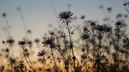 Obraz premium Silhouette of Wildflowers Against a Colorful Sunset Sky in an Open Field