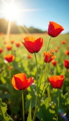 Obraz premium Crimson poppies sway gently in a sun-drenched field , blossom, blooming, scarlet
