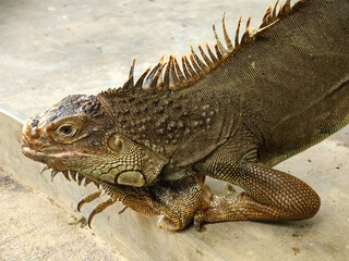 close up wild iguana. lizard animal.