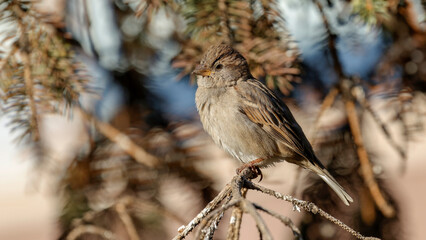 House Sparrow perching on a branch