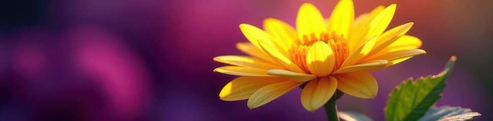Fototapeta premium Sunlit yellow chrysanthemum painted on deep purple Intricate petals visible , flower, garden