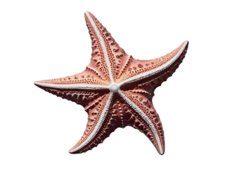 starfish isolated on white background