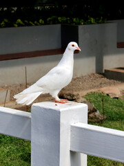 white pigeon perch in wooden fence. © redranger