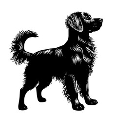 black dog isolated on white