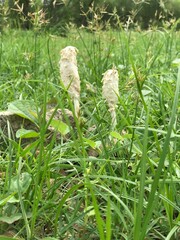 Fototapeta premium wild strawberry plants nature, grass, plant, flower, spring, field, leaf, summer, meadow, macro, wild, garden, forest, flora, environment, flowers, season, green, beauty