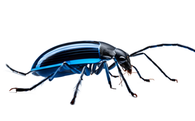 An electronic pest killer with a blue UV light, isolated on a empty plain background