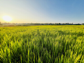 field of wheat in summer