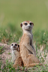 suricate et petit