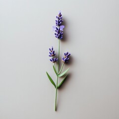 Obraz premium Lavender Bloom: A Minimalist Floral Photography Print. Serene Purple Flowers, Botanical Beauty, Aromatherapy, Spa Relaxation, Tranquility, Nature's Elegance.