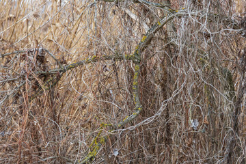 A dry old tree has branches intertwined with dry roots