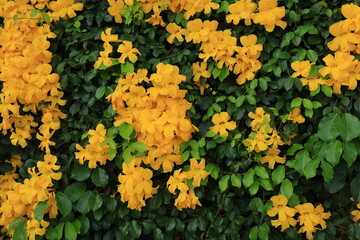 Dolichandra unguis-cati (commonly known as cat's claw creeper, funnel creeper or cat's claw trumpet) is a rapidly growing climbing vine both vertically and horizontally.