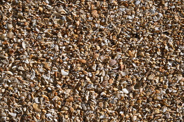 Textured background of coarse sand with shells