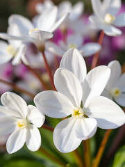 Fototapeta premium White flower blossom close up background cyclamen hederifolium family primulaceae high quality big size prints