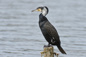 cormorant on top of a mast in the "estany de Banyoles"