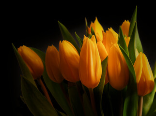 Warm Glow on a Bouquet of Yellow Tulip Flowers