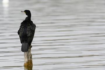 cormorant on top of a mast in the "estany de Banyoles"