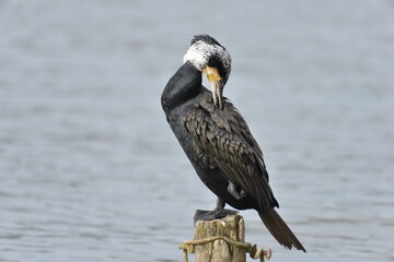 cormorant on top of a mast in the "estany de Banyoles"