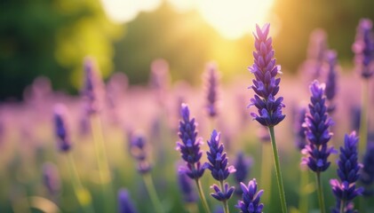 Blurred background, vibrant purple lavender amidst tall grasses, sun-dappled , high resolution, flora, stock photo