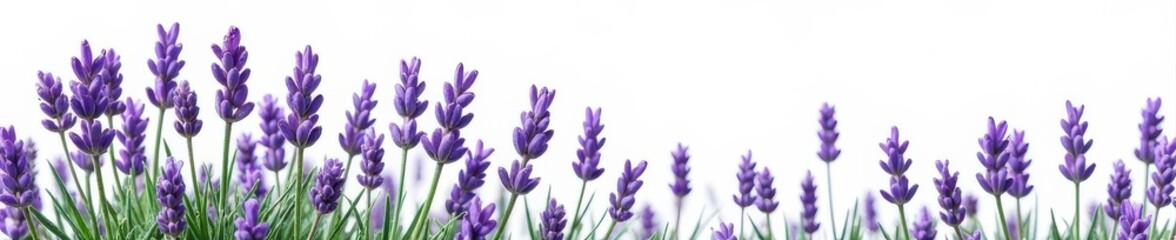 Obraz premium Close-up of lush lavender sprigs, isolated on white background , herb, photography