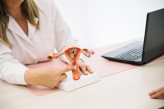 Gynecologist showing uterus anatomy to patient during medical consultation